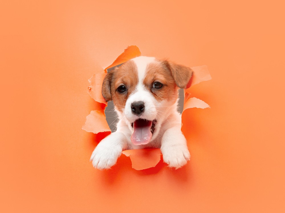 French Bulldogs: Small Size, Big Personality